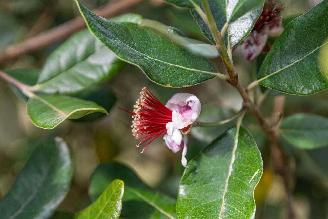Quinta Biologica, Com Vista, Na Serra De シントラ エクステリア 写真