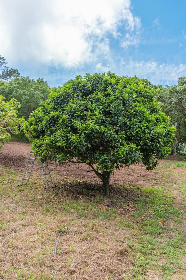 Quinta Biologica, Com Vista, Na Serra De シントラ エクステリア 写真