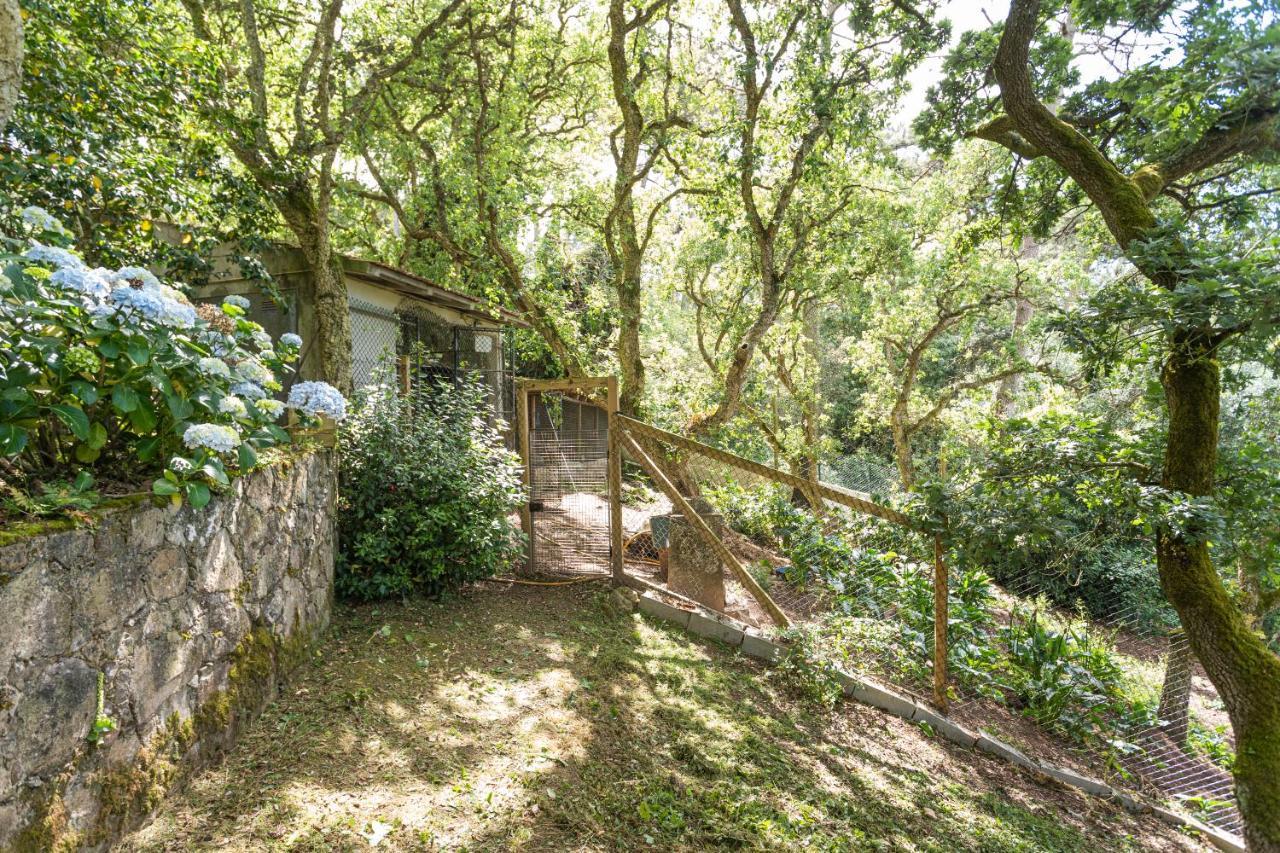 Quinta Biologica, Com Vista, Na Serra De シントラ エクステリア 写真