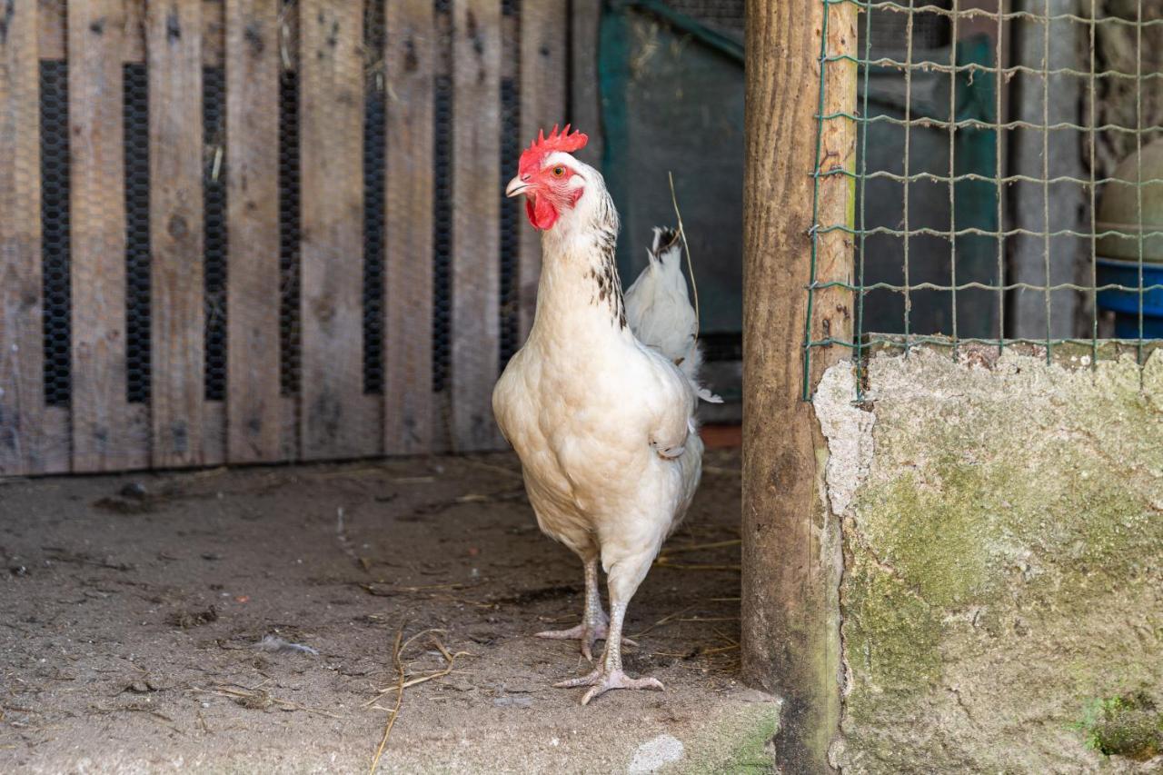 Quinta Biologica, Com Vista, Na Serra De シントラ エクステリア 写真