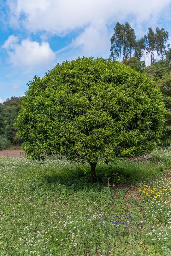 Quinta Biologica, Com Vista, Na Serra De シントラ エクステリア 写真