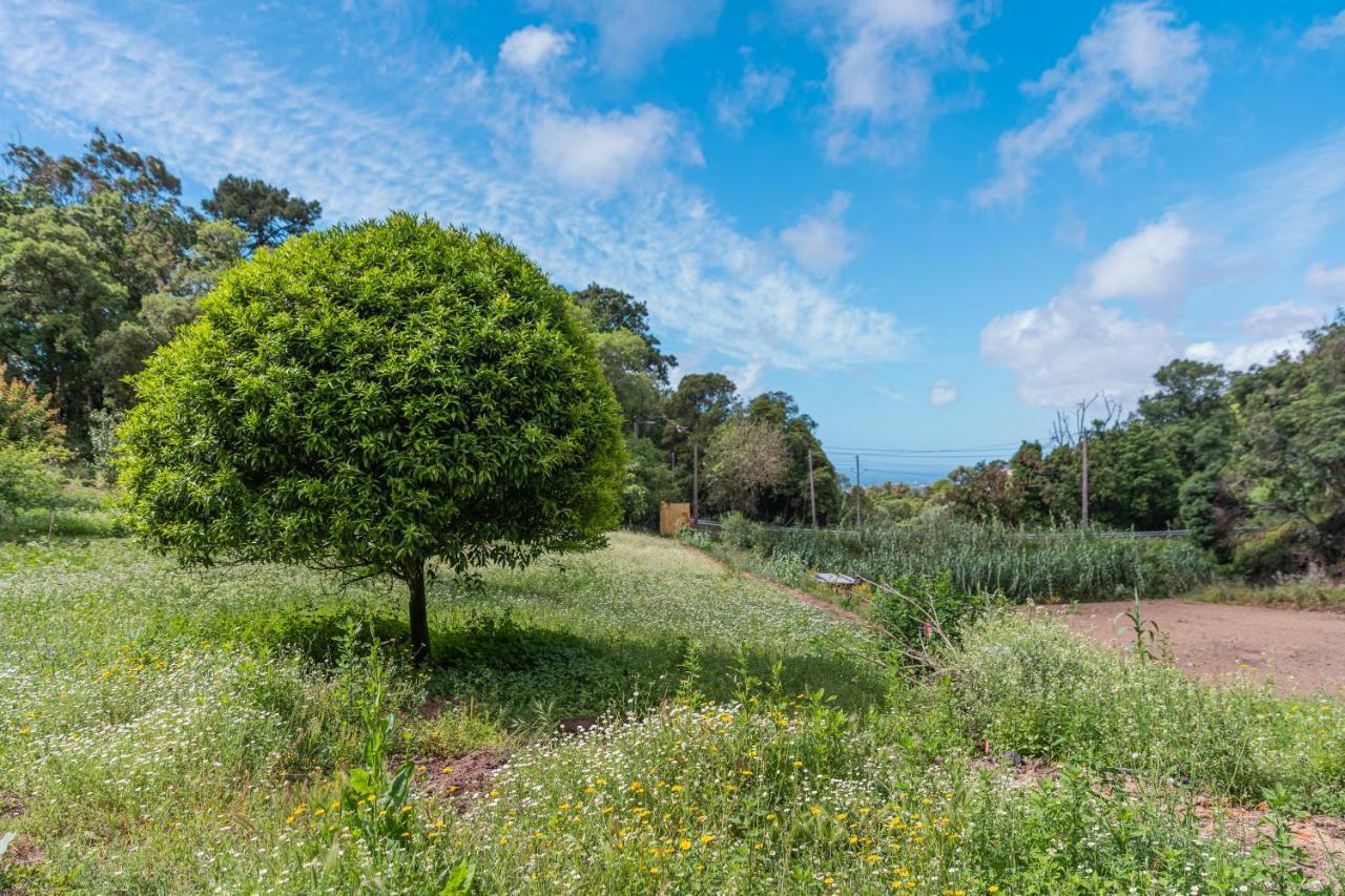 Quinta Biologica, Com Vista, Na Serra De シントラ エクステリア 写真